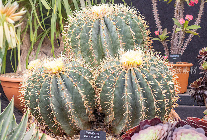 产于英国伦敦的白蜡桶形仙人掌(Ferocactus glaucescens)